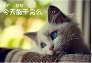  猫咪搞笑屌丝表情演绎上班族的一天