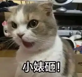  家里喵主子自嗨掉下床认为我推的,骂我三小时网友宠着