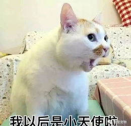  惊你表情包里这些猫的原型来了,快看你认识几个