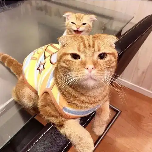 想吃小孩猫咪表情包妈妈