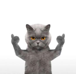 猫可爱表情包头像
