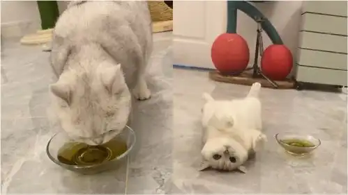  真上头主人给小猫咪喝猫薄荷水,迷离的表情萌翻网友