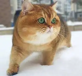  雪地里发现一只胖柴犬,结果转身的一瞬间怀疑人生