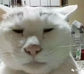  你可能不相信,猫也能长成这个样子吸不动,告辞