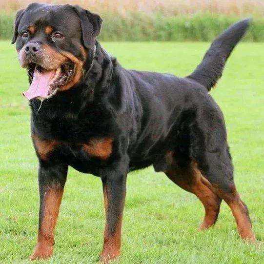  女童遭烈犬撕咬注意桂城禁养这27种烈性犬