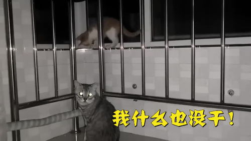  一不小心发现我家猫咪是个表情包