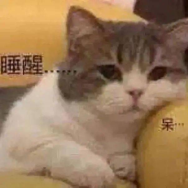  沙雕猫猫表情包