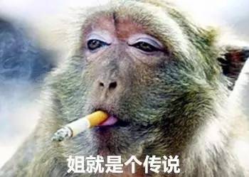  笑cry奈良的鹿峨眉山的猴动物界的五大扛把子,你一个都惹不起