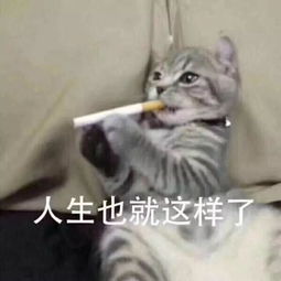  近期热门表情包合集
