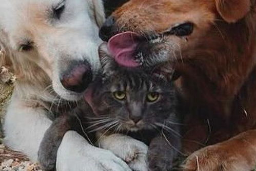  两只狗狗抱着猫咪舔毛,它一脸生无可恋的表情让我走好不好