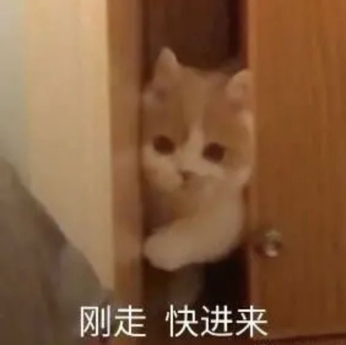  好玩实用的表情包