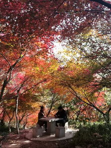  枫叶季去栖霞山观枫