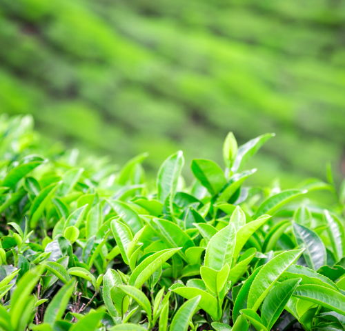  高清茶山茶田茶园图片摄影图下载至来源处