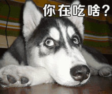  萌宠表情包i光天化日之下竟然撒狗粮