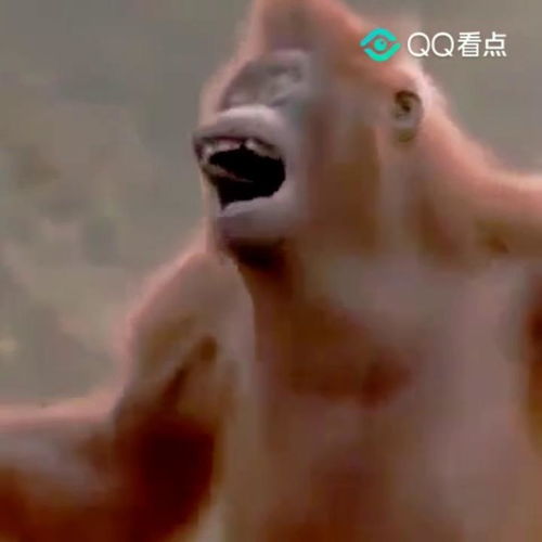  动物也搞笑大猩猩跳舞