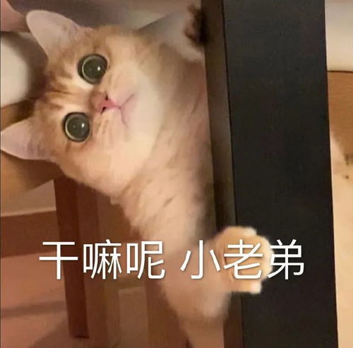  表情包烦人精,滚