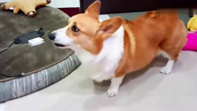 非常愤怒表情包主人