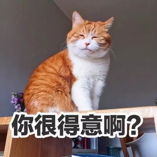 闭嘴的表情包一条狗橘猫