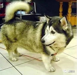  狗狗们那些尴尬瞬间,不经意间就把你的心掏空,这
