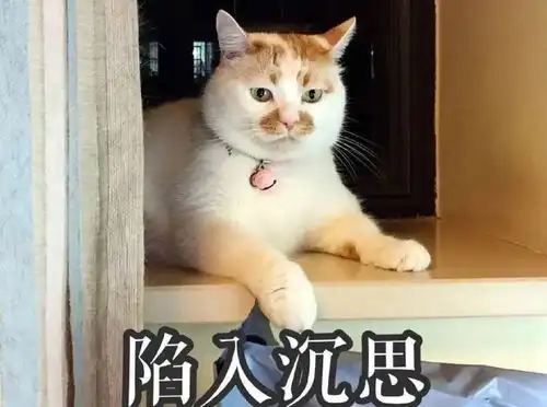 一只白猫旁边一个问号的