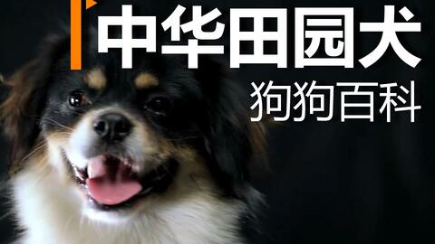  行走的表情包日本柴犬