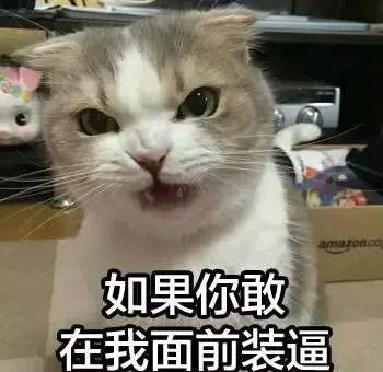  猫咪一旦聪明起来,快别耽误孩子考清华了