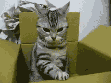  主人带猫咪绝育,结果麻醉后,猫咪的表情亮了已是生无可恋