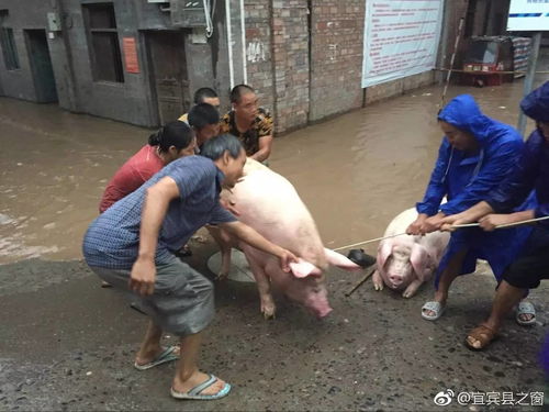 现场视频宜宾昨晚大暴雨,横江古镇遭水灾,紧急转移群众,最新情况是这样搜狐军事搜狐网