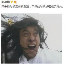  风来的时候没找到猪风停了被砸成了猪头