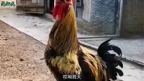  我干啥去啊领导鸡没事,我溜达