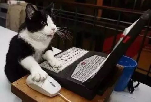 猪事顺遂2019春节假期到来你准备怎么过呢