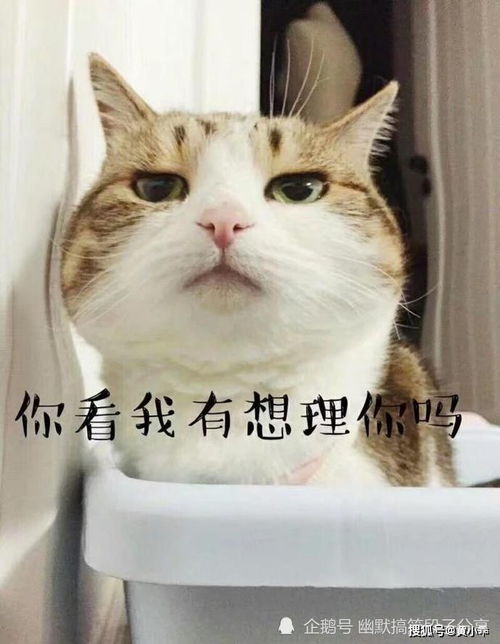猫咪恶搞表情包一天