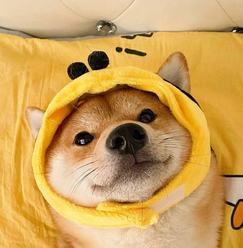  微信头像百看不厌