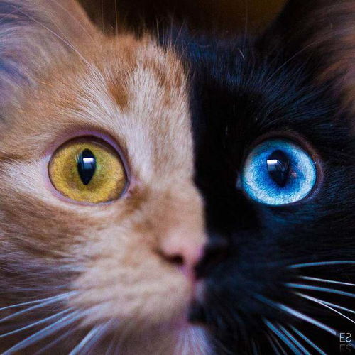 每只幸福的猫咪背后,都有一个敢于为它与世界对抗的傲娇主人