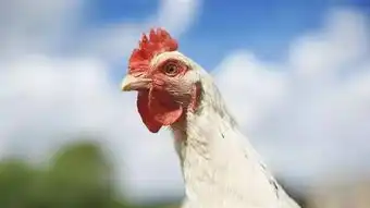  鸡肉价格持续大涨多家鸡产业公司业绩靓丽