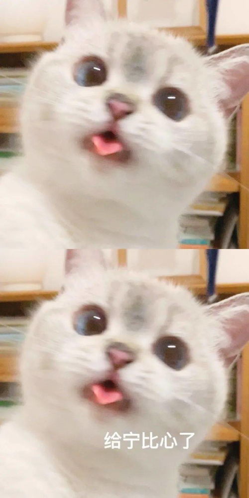 好笑表情包猩猩