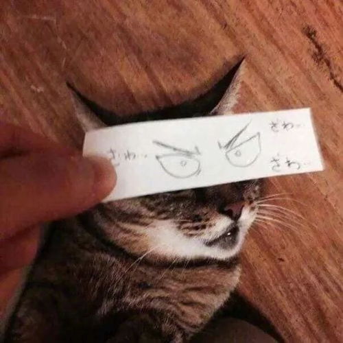  猫微表情图鉴
