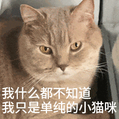 猫猫表情包动图