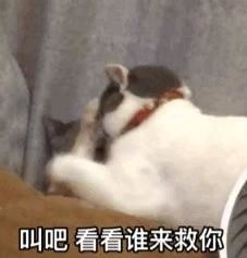 我爱你的表情包动图猫咪