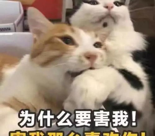  让女孩瞬间红了脸的撩妹表情包,甜到发齁,分分钟让你脱单