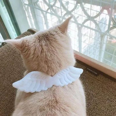  2023最新软萌猫咪背影可爱图片