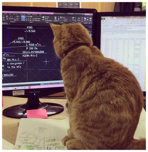 员工签到表情包猫咪