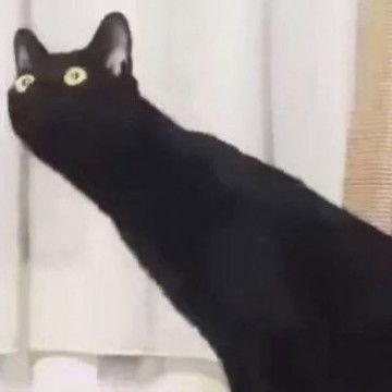  2个猫咪情侣头像一左一右,情侣头像图片
