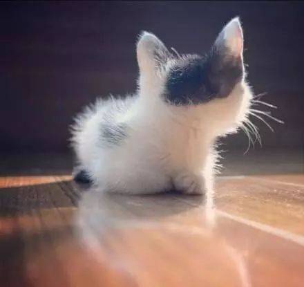  这里有30张可盘可捏的猫咪后脑勺头像