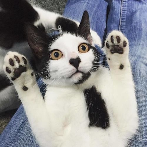  20个小猫身上笑死人的奇葩花纹只有你想不到