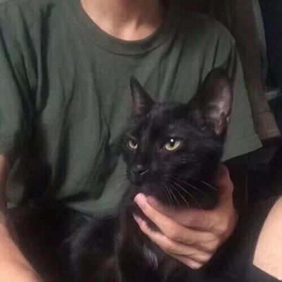 情侣头像上半身不露头猫