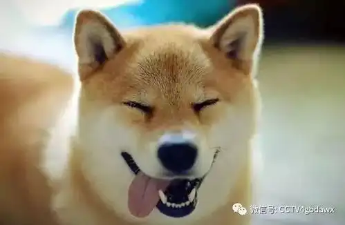 稳稳的接住柴犬表情包狗
