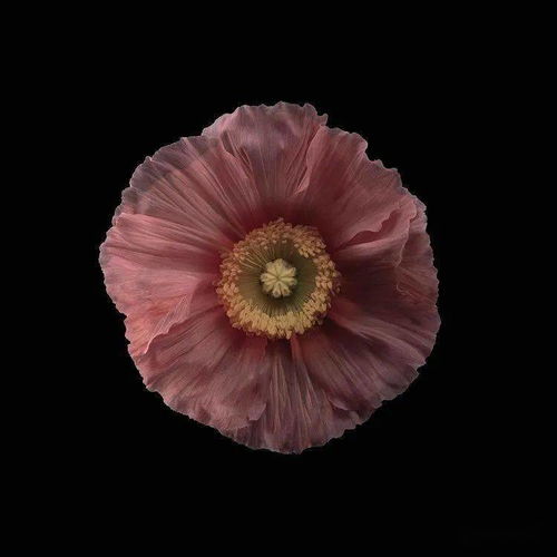  花语下摄影