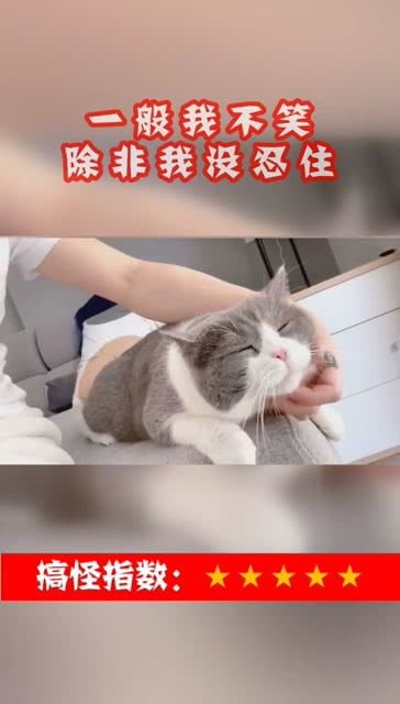 猫咪恶搞表情包饭盆