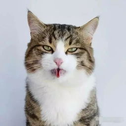  一只拥有丰富表情的猫咪,仅仅三岁就好像历尽猫生百态
